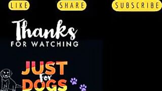 Funniest And Cutest Dogs, Dogs Reels Compilation That Will Make You Laugh and Say Aww !