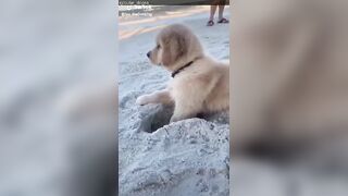 Funniest And Cutest Dogs, Dogs Reels Compilation That Will Make You Laugh and Say Aww !