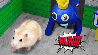 Hamster Challenge In Rainbow Friends Maze | Hamsterious