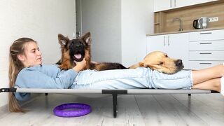 Sleeping in My Dogs' New Bed | Funny Dog Reaction