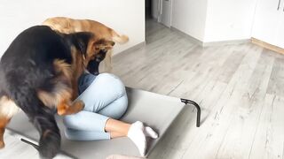 Sleeping in My Dogs' New Bed | Funny Dog Reaction