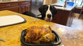 Funny Polite Great Danes Love To Watch Chicken Carving