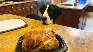 Funny Polite Great Danes Love To Watch Chicken Carving