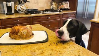 Funny Polite Great Danes Love To Watch Chicken Carving