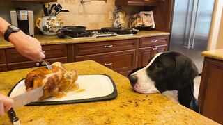 Funny Polite Great Danes Love To Watch Chicken Carving