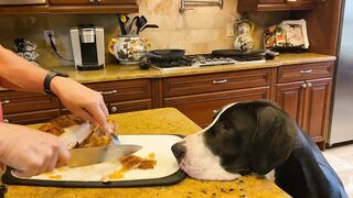 Funny Polite Great Danes Love To Watch Chicken Carving