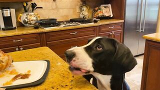 Funny Polite Great Danes Love To Watch Chicken Carving