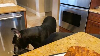 Funny Polite Great Danes Love To Watch Chicken Carving