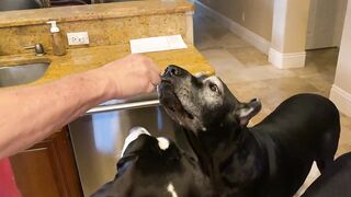 Funny Polite Great Danes Love To Watch Chicken Carving