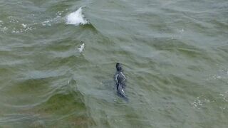 Alligator Swims Along A Florida Beach -- DJI Mini 2 Drone Video