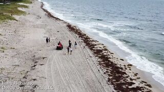 Alligator Swims Along A Florida Beach -- DJI Mini 2 Drone Video