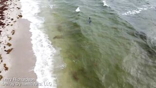 Alligator Swims Along A Florida Beach -- DJI Mini 2 Drone Video