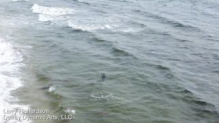 Alligator Swims Along A Florida Beach -- DJI Mini 2 Drone Video