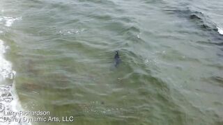 Alligator Swims Along A Florida Beach -- DJI Mini 2 Drone Video