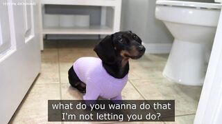 Starbox Dachshunds Compilation Chapter 103