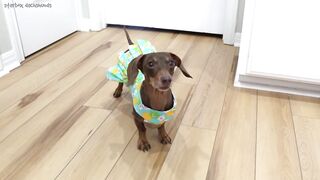 Starbox Dachshunds Compilation Chapter 103