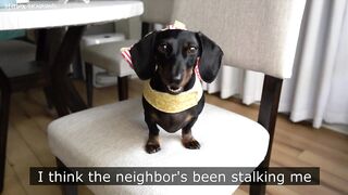 Starbox Dachshunds Compilation Chapter 103