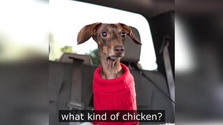 Starbox Dachshunds Compilation Chapter 103