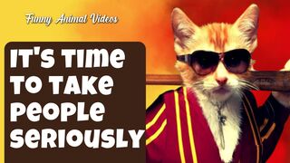 Funny Animal Videos The Funniest Cats Videos Ever Funny Compilation