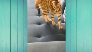 Funny Animal Videos The Funniest Cats Videos Ever Funny Compilation