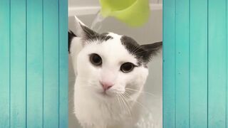 Funny Animal Videos The Funniest Cats Videos Ever Funny Compilation