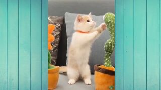 Funny Animal Videos The Funniest Cats Videos Ever Funny Compilation