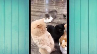 Funny Animal Videos The Funniest Cats Videos Ever Funny Compilation