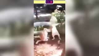 Funny Fails Videos Compilation