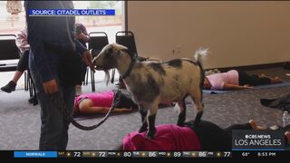 Breast Cancer Awareness Month: Pink Power Goat Yoga Brunch