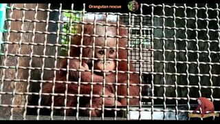 Baby orangutan rescues compilation 12. There's still time to save them (Bayi Orangutan)