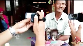 Baby orangutan rescues compilation 12. There's still time to save them (Bayi Orangutan)