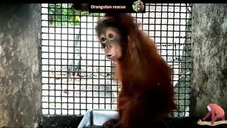 Baby orangutan rescues compilation 12. There's still time to save them (Bayi Orangutan)