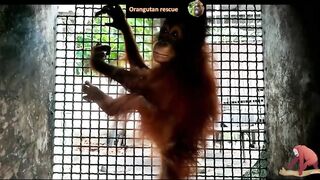 Baby orangutan rescues compilation 12. There's still time to save them (Bayi Orangutan)