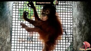 Baby orangutan rescues compilation 12. There's still time to save them (Bayi Orangutan)