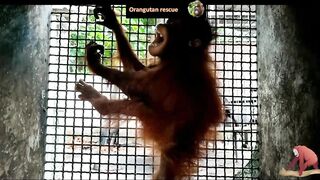 Baby orangutan rescues compilation 12. There's still time to save them (Bayi Orangutan)