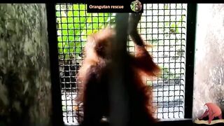 Baby orangutan rescues compilation 12. There's still time to save them (Bayi Orangutan)