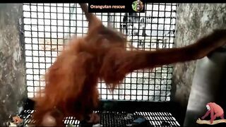 Baby orangutan rescues compilation 12. There's still time to save them (Bayi Orangutan)