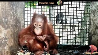 Baby orangutan rescues compilation 12. There's still time to save them (Bayi Orangutan)