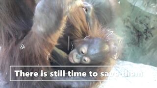 Baby orangutan rescues compilation 12. There's still time to save them (Bayi Orangutan)