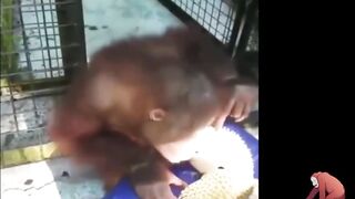 Baby orangutan rescues compilation 12. There's still time to save them (Bayi Orangutan)