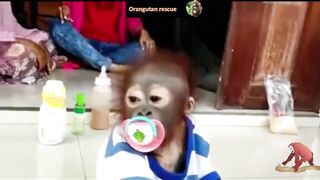 Baby orangutan rescues compilation 12. There's still time to save them (Bayi Orangutan)