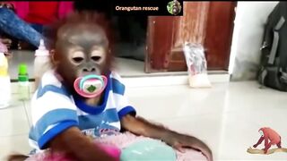 Baby orangutan rescues compilation 12. There's still time to save them (Bayi Orangutan)