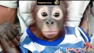 Baby orangutan rescues compilation 12. There's still time to save them (Bayi Orangutan)