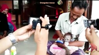 Baby orangutan rescues compilation 12. There's still time to save them (Bayi Orangutan)