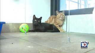 New video shows cats discovered living in horrible conditions in Deerfield Beach