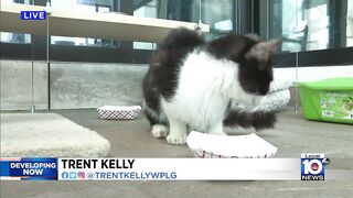 New video shows cats discovered living in horrible conditions in Deerfield Beach