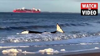 Orca dies after becoming stranded on Dutch beach