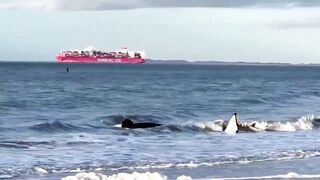 Orca dies after becoming stranded on Dutch beach