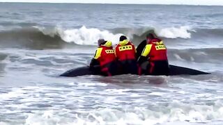 Orca dies after becoming stranded on Dutch beach