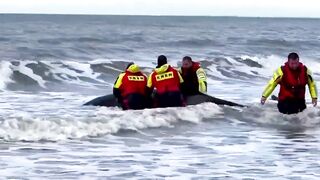 Orca dies after becoming stranded on Dutch beach